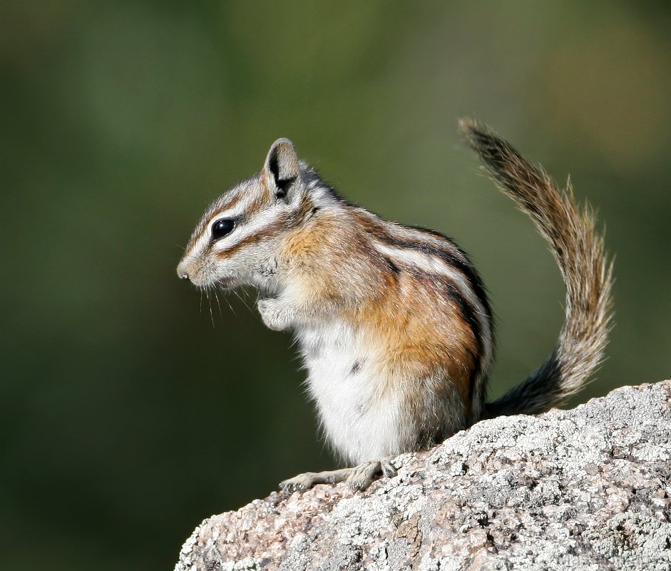 Colorado Chipmunk